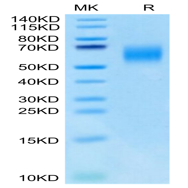 Cynomolgus IL-13Ra1 Protein (ILR-CM1R1)