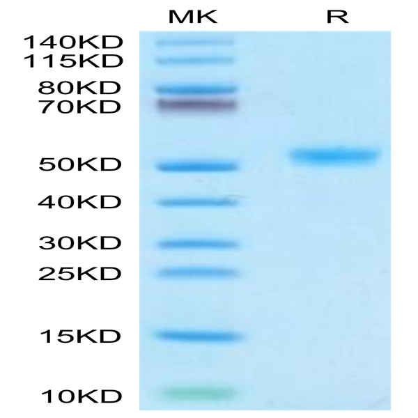 Human IL-11R alpha Protein (ILR-HM111)