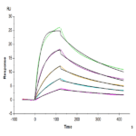 Human IL-23R Protein BP003947 Syd Labs