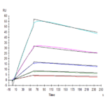 Human IL-31 RA Protein BP004895 Syd Labs