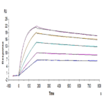 Human IL-2 R beta&IL-2 R gamma Protein BP004341 Syd Labs