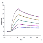Human IL-23R Protein BP005408 Syd Labs