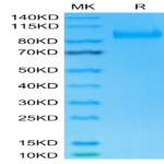 Human IL-23R Protein (ILR-HM323)