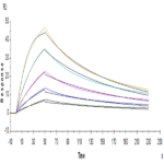 Human IL-5 R alpha/CD125 Protein BP005419 Syd Labs