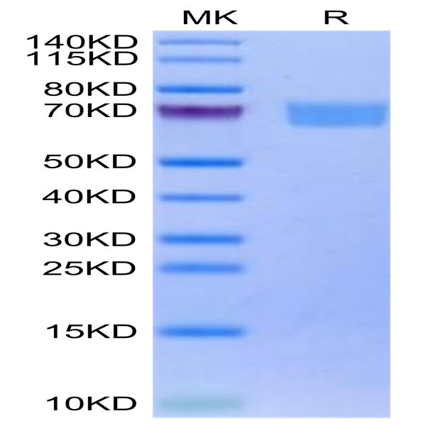 Biotinylated Human IL-22R alpha 1&IL-10R beta Protein (ILR-HM5ABB)