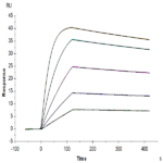 Rat IL-13Ra2 Protein BP003314 Syd Labs