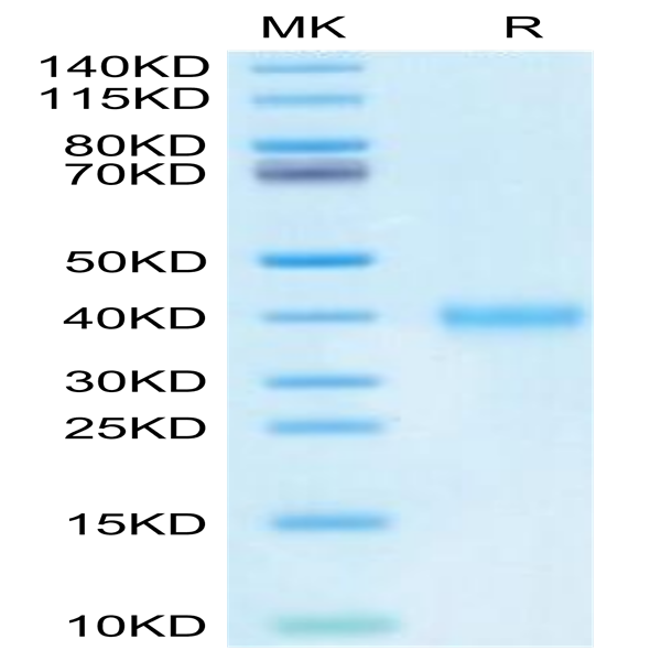 Mouse IGSF11 Protein (ISF-MM111)