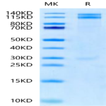 Human Integrin alpha 8 beta 1 (ITGA8&ITGB1) Heterodimer Protein BP003306 Syd Labs
