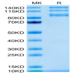 Biotinylated Human Integrin alpha V beta 5 (ITGAV&ITGB5) Heterodimer Protein (ITG-HM4V5B)