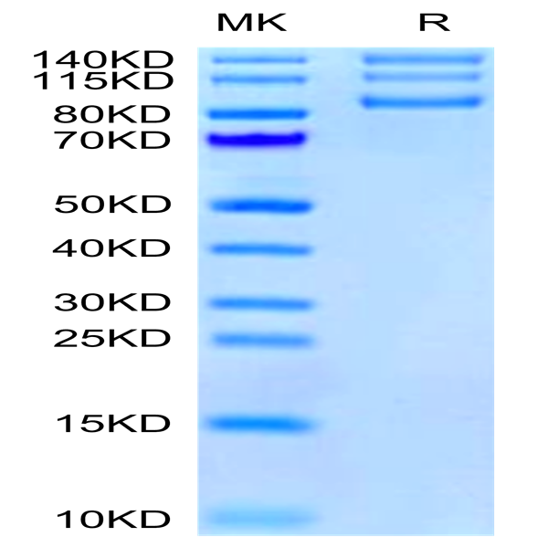 Human Integrin alpha V beta 8 (ITGAV&ITGB8) Heterodimer Protein (ITG-HM4V8)