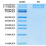 Mouse Integrin alpha 10 beta 1 (ITGA10&ITGB1) Heterodimer Protein BP003798 Syd Labs
