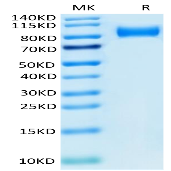 Mouse ITGB6 Protein (ITG-MM1B6)