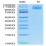 Biotinylated Mouse Integrin alpha V beta 3 (ITGAV&ITGB3) Heterodimer Protein (ITG-MM4V3B)