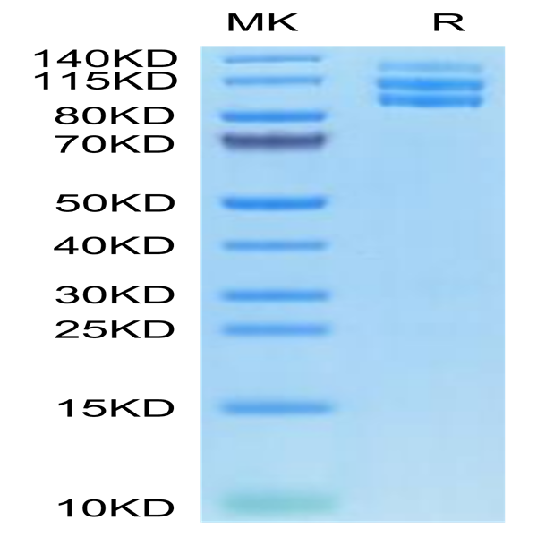 Biotinylated Mouse Integrin alpha V beta 3 (ITGAV&ITGB3) Heterodimer Protein (ITG-MM4V3B)