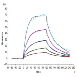 Human FGF-7/KGF Protein BP004401 Syd Labs