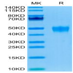 Human KIR2DL5 Protein BP004296 Syd Labs