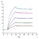 Human Beta Klotho Protein BP005560 Syd Labs