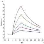 Mouse Beta Klotho Protein BP004106 Syd Labs