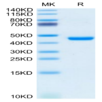 Mouse KLRG1 Protein (KLR-MM2G1)