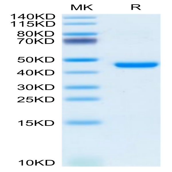 Mouse KLRG1 Protein (KLR-MM2G1)