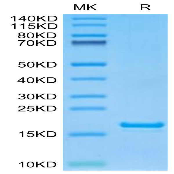 Monkeypox virus L1R Protein (L1R-VE11R)