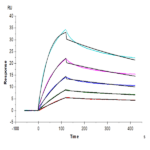 Huma LAIR2/CD306 Protein BP004997 Syd Labs