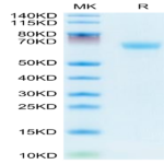 Mouses LAMP5 Protein (LAM-MM205)