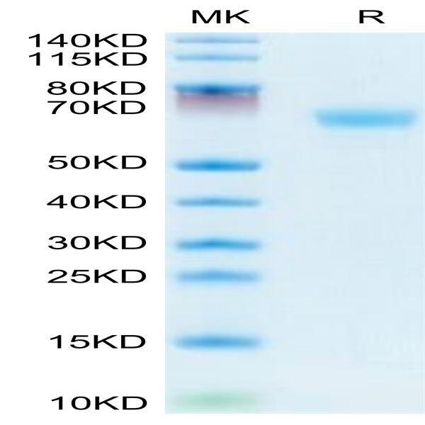 Mouses LAMP5 Protein (LAM-MM205)