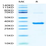 Human NMNAT1 Protein BP003267 Syd Labs