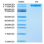 Human LEPR Protein BP003642 Syd Labs