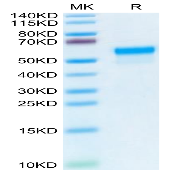 Mouse LGMN Protein (LGM-MM101)