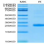 Human LIGHT/TNFSF14 Protein (LGT-HM131)