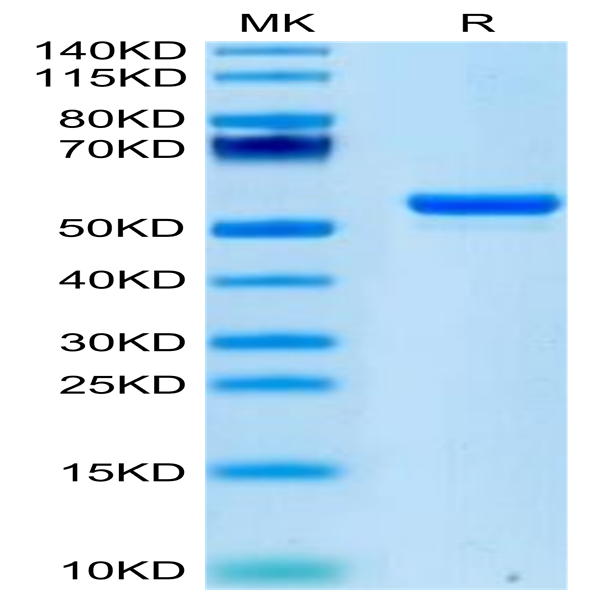 Human LIGHT/TNFSF14 Protein (LGT-HM231)