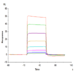Human LIF R/CD118 Protein BP004555 Syd Labs