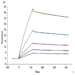 Cynomolgus LILRB2/CD85d/ILT4 Protein BP004205 Syd Labs