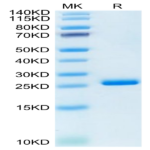 Human LILRB2/CD85d/ILT4 Domain1&2 Protein (LIL-HM12D)