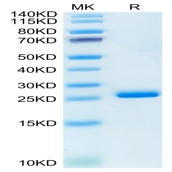 Human LILRB2/CD85d/ILT4 Domain1&2 Protein (LIL-HM12D)