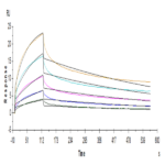 Human LILRB2/CD85d/ILT4 Protein BP004941 Syd Labs