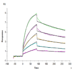 Human LILRB4/CD85k/ILT3 Protein BP005532 Syd Labs