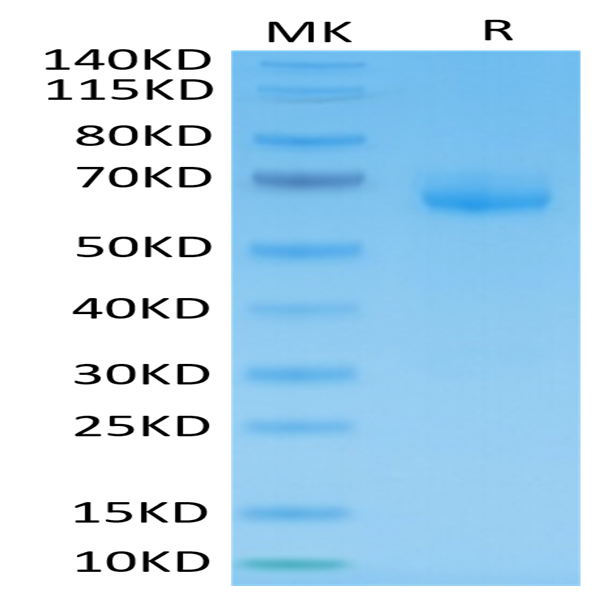 Human LILRB4/CD85k/ILT3 Protein (LIL-HM2B4)