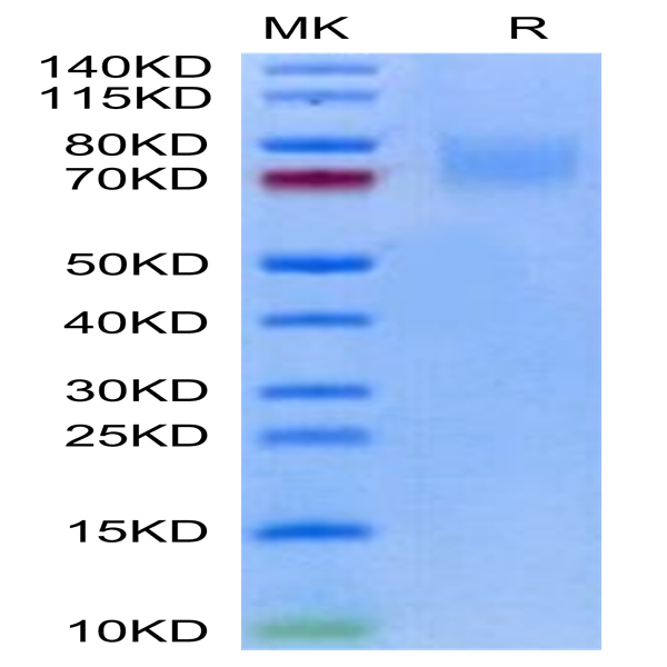 Biotinylated Human LILRA2/CD85h/ILT1 Protein (LIL-HM4A2B)