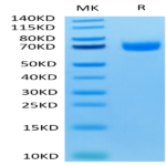 Human LILRA3/CD85e Protein BP005490 Syd Labs