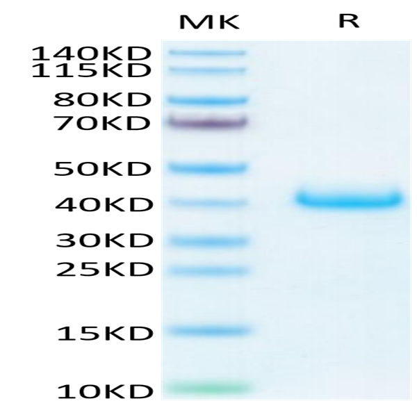 Human LILRB4/CD85k/ILT3 Protein (LIL-HM4B4)