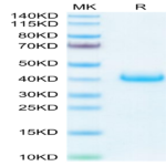 Biotinylated Human LILRB4/CD85k/ILT3 Protein (LIL-HM4B4B)