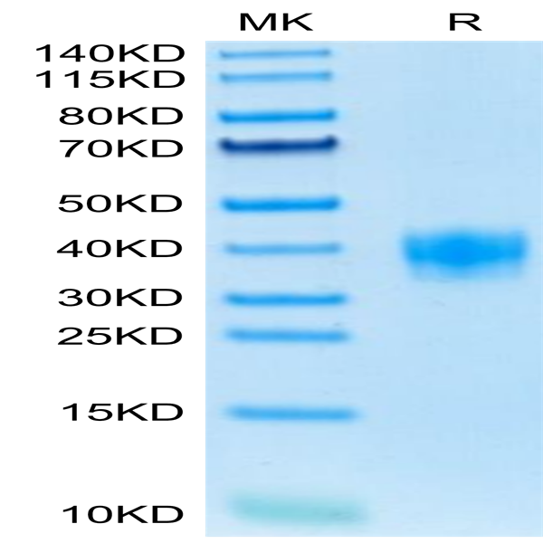 Mouse LILRB4/CD85k/ILT3 Protein (LIL-MM1B4)