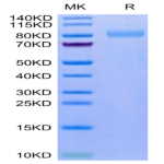Mouse LRRN1 Protein (LNR-MM101)