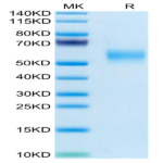 Mouse LOX1 Protein (LOX-MM101)