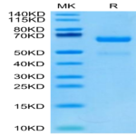 Human LRP10 Protein BP003747 Syd Labs