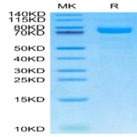 Canine LRRC15/LIB Protein BP003745 Syd Labs