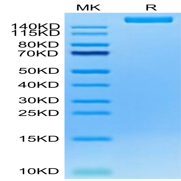 Cynomolgus LY75/CD205 Protein (LY7-CM105)